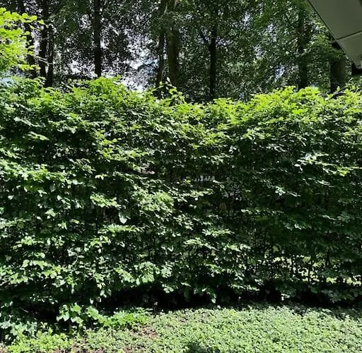 't Esdoorntje Semesterbostad